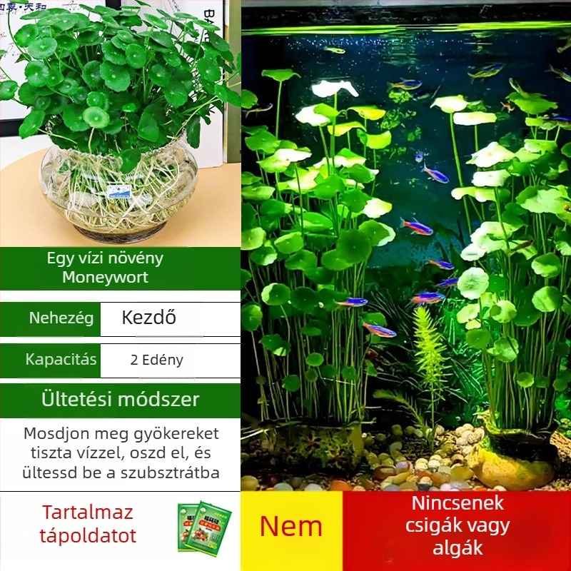 Akvárium szűrő hidroponikus növényekkel és halakkal közös tartásával a víz tisztítására, élő zöld növényekkel