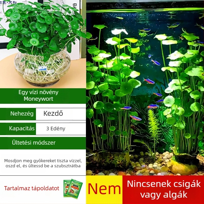 Akvárium szűrő hidroponikus növényekkel és halakkal közös tartásával a víz tisztítására, élő zöld növényekkel