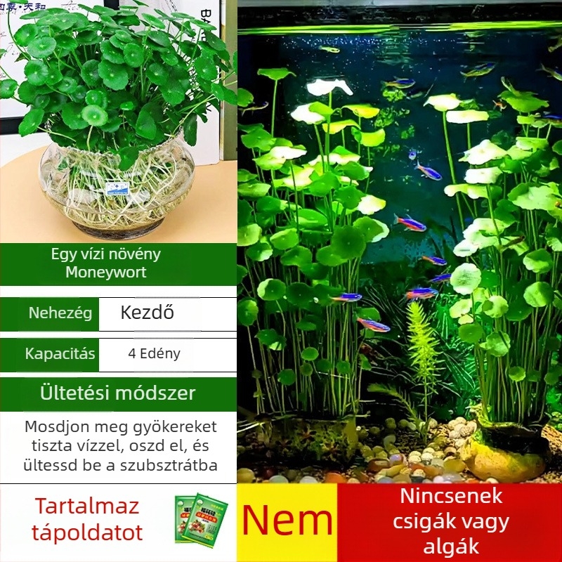 Akvárium szűrő hidroponikus növényekkel és halakkal közös tartásával a víz tisztítására, élő zöld növényekkel