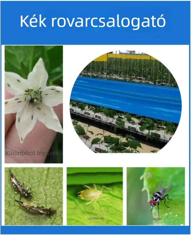Kétoldalú ragadós rovarcsapda szalag fákhoz, üvegházakhoz és kertekhez