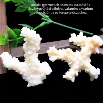 Természetes korall nyers kövek és korallágak akvárium dekorációhoz, oktatási ásványi minták gyerekeknek