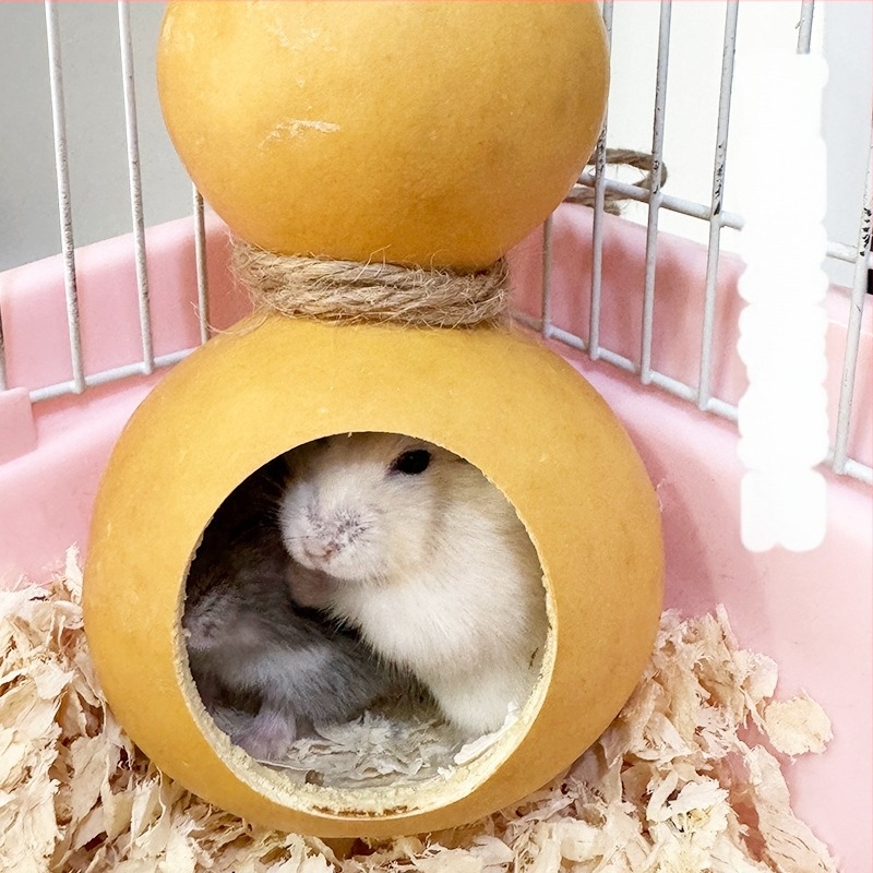 Carrot Valley tökalapú menedékház hörcsögöknek – hörcsögfészek és tök kertészeti dekoráció, egész éves villa