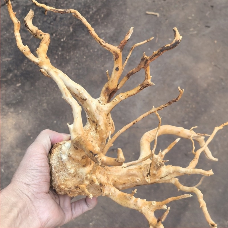 Akvarisztikai tájdekoráció: moha, fa alakú sodródó fa, gyökérágak rododendron, 1 db dobozban