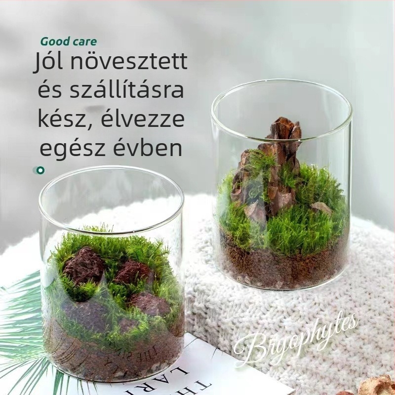 Üvegből készült mohás mini tájkép dísz, rockery forma, kézzel készített