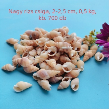 Akváriumi dekor kagylókból – természetes kagylók, tengeri stílus; teljesen természetes kézművesség, bionikus gyártási folyamat (Anyag: kagyló; Stílus: tengeri; Készítés: természetes; Gyártási folyamat: bionikus; Alkalmazás: fotóstúdió kellékek, akvárium ké