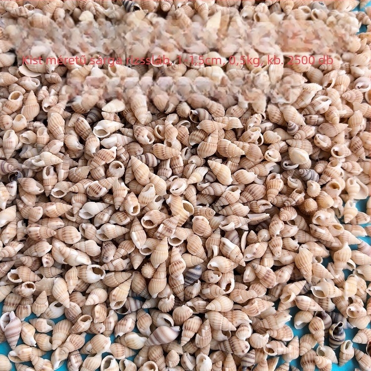 Akváriumi dekor kagylókból – természetes kagylók, tengeri stílus; teljesen természetes kézművesség, bionikus gyártási folyamat (Anyag: kagyló; Stílus: tengeri; Készítés: természetes; Gyártási folyamat: bionikus; Alkalmazás: fotóstúdió kellékek, akvárium ké