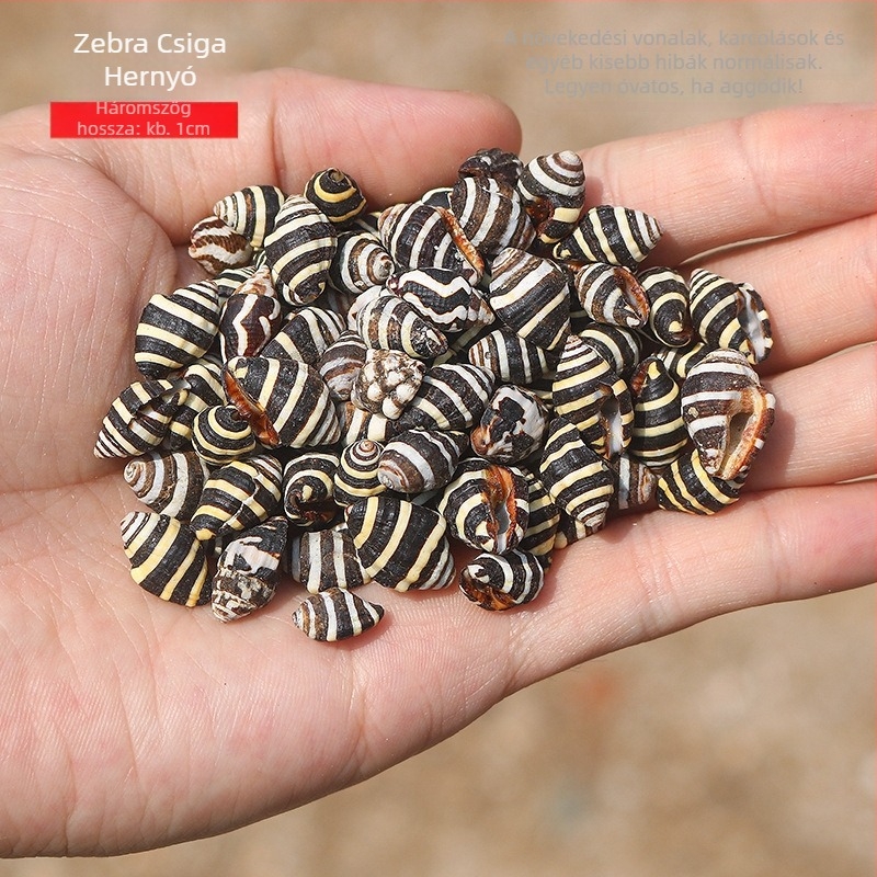 Mini tengeri csiga kagylóval driftüveg - természetes anyag, kézzel készített mikro táj dekoráció, mediterrán stílus (Anyag: Kagyló, Tengeri csiga; Feldolgozás: Természetes; Termék kód: Mini Small Sea Snail)