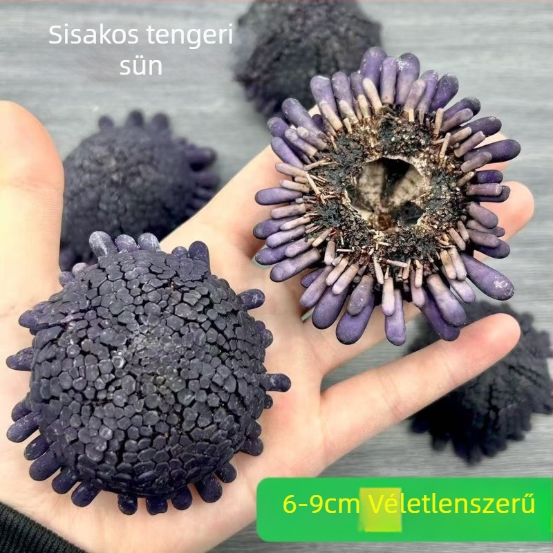 Sisakos tengeri sün és természetes csigahéj, méret körülbelül 6-9 cm, kollekciós példány, lila dekoratív kiegészítő