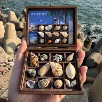 Késztermék: természetes kagyló, miniatűr vintage példánytartó doboz, kézzel készített fa keret, hűtőmágnes ajándék