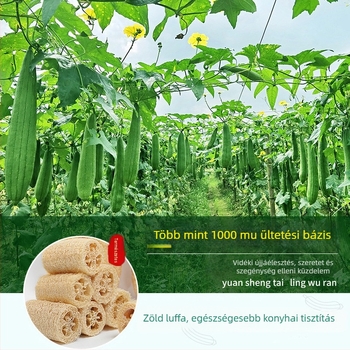 Farmon termesztett zöld luffa pépből készült tisztító szivacs, edényekhez és konyhai súroló, zsírtalan, fürdéshez és dörzsöléshez