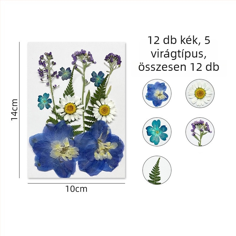 Forget-me-not száraz virágokból álló készlet préselt virágművészethez, falidekorációhoz, vákuumcsomagolás