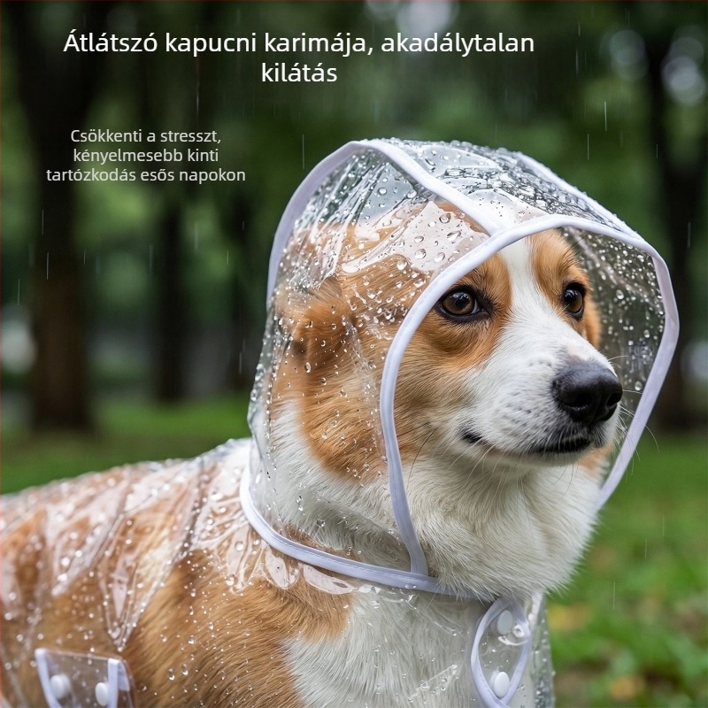 Teddy Bichon kutya esőkabát, vízálló, átlátszó, kis- és közepes méretű kutyáknak.
