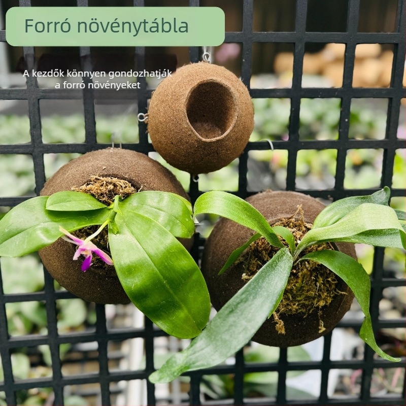 Korkból készült falra szerelhető orchideaültető panel szén-pamutgolyókkal