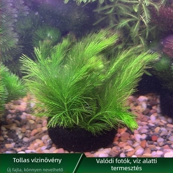 Zöld chrysanthemum vízi növény gömb alakú, oxigéntermelő, Betta-akvárium dekoráció, alsó kavics nélkül