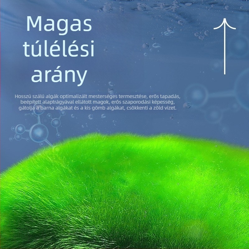 Yee Zöld algaspórák akváriumhoz, hosszú szőrű algák tenyészete, zöld moha akváriumi dekorációhoz, aranyhalak számára élelem