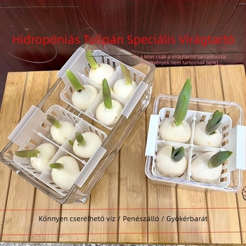 Hidropóniás tulipáncserép, átlátszó műgyanta váza, műanyag ültetőkosár, vízben nevelt tulipán hagymák