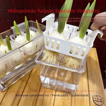 Hidropóniás tulipáncserép, átlátszó műgyanta váza, műanyag ültetőkosár, vízben nevelt tulipán hagymák