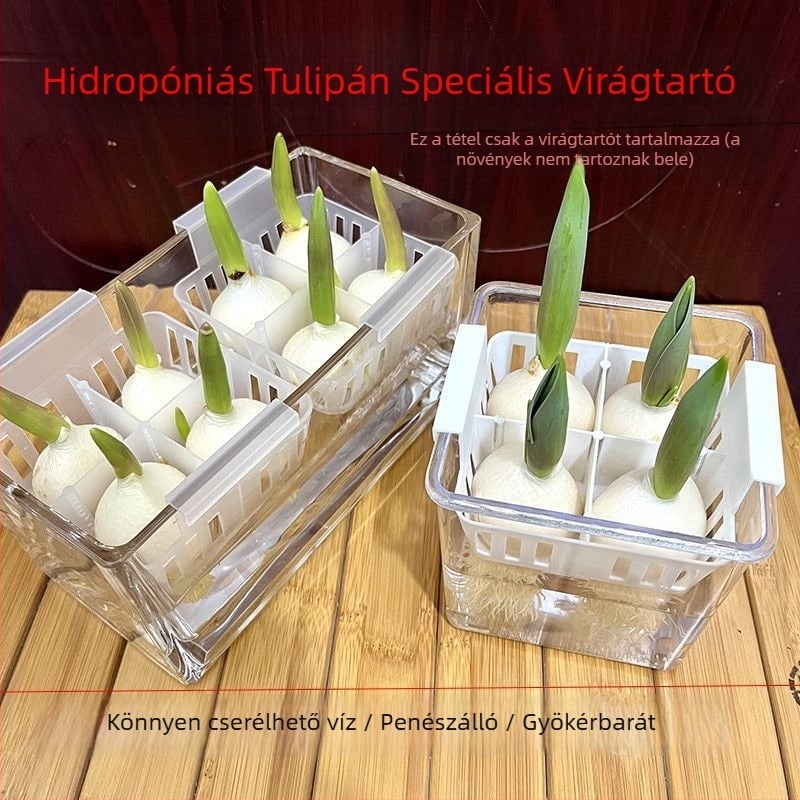 Hidropóniás tulipáncserép, átlátszó műgyanta váza, műanyag ültetőkosár, vízben nevelt tulipán hagymák