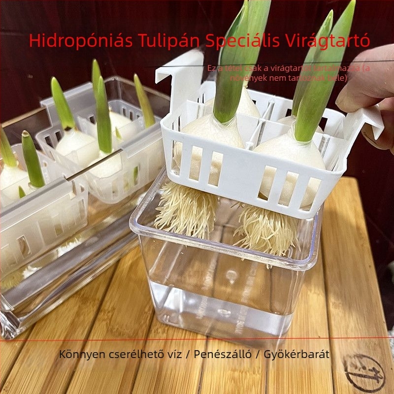Hidropóniás tulipáncserép, átlátszó műgyanta váza, műanyag ültetőkosár, vízben nevelt tulipán hagymák