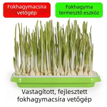Erkélyre készített fokhagyma palánta-ültetőedények hidroponikus termesztéshez