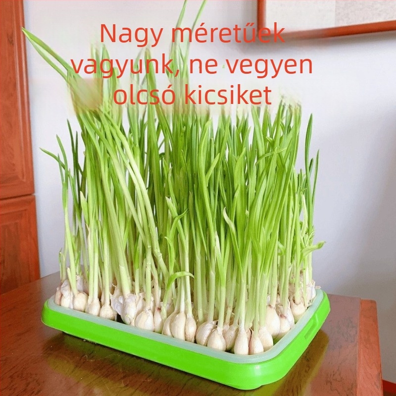 Erkélyre készített fokhagyma palánta-ültetőedények hidroponikus termesztéshez