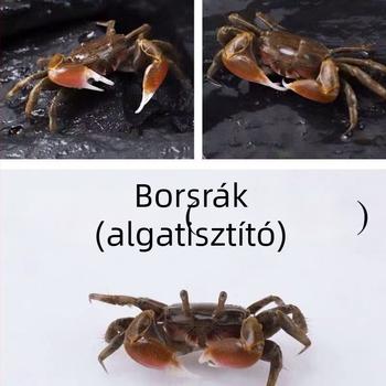 Édesvízi akvárium dekoratív rákok tisztító eszköze — algamentesítés és ürülék tisztítása