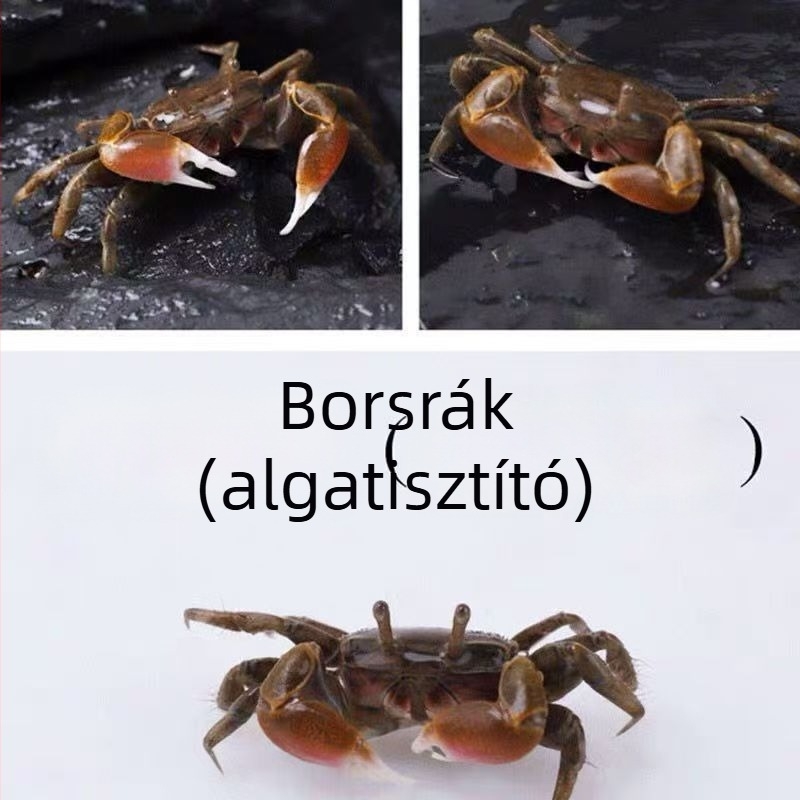 Édesvízi akvárium dekoratív rákok tisztító eszköze — algamentesítés és ürülék tisztítása