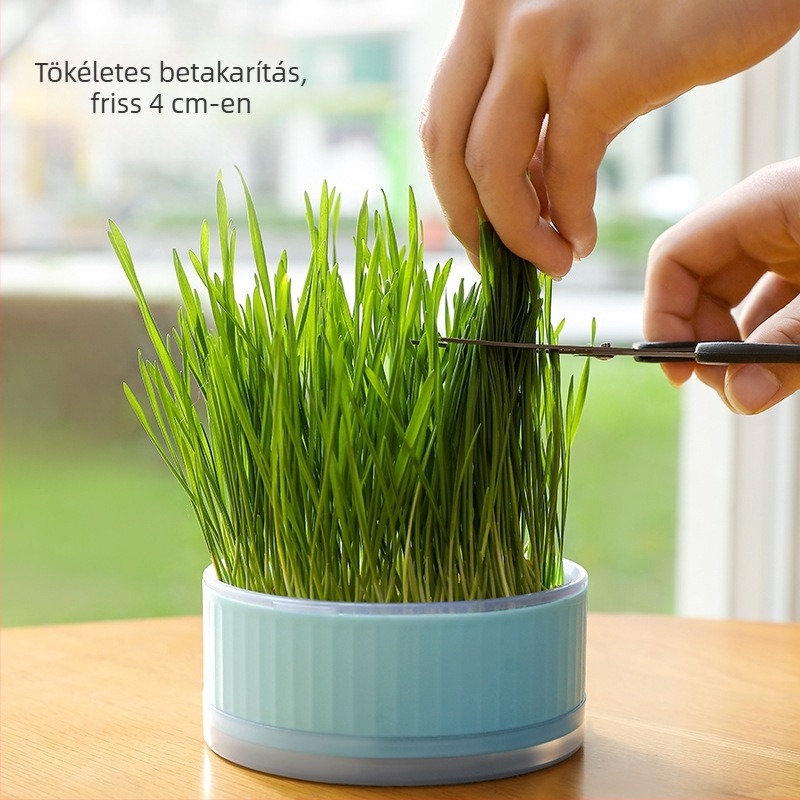 Ehető macskamenta – cseréptálcás búzacsíranövény, talaj nélküli hidroponika, saját nevelésű jutalom macskáknak