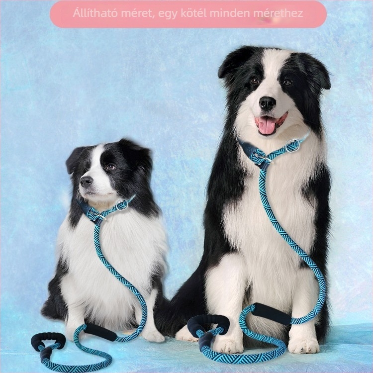 Kutyatréning póráz kölyökkutyáknak, kis– és nagytestű fajtákhoz — Border Collie, Golden Retriever, Corgi