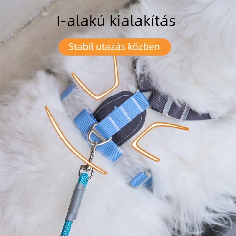 H-alakú kutya hám pórázzal