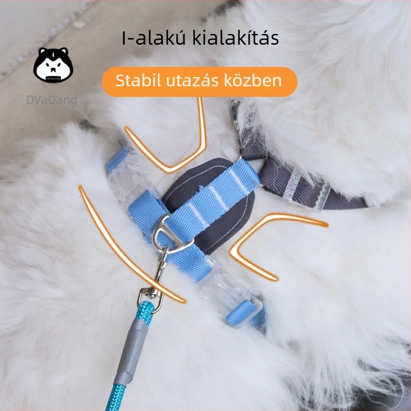 H-alakú kutya hám pórázzal
