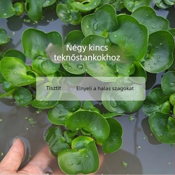 Otthoni teknő akvárium ökológiai vízinövényekkel és dekoratív tájjal kis teknősök számára