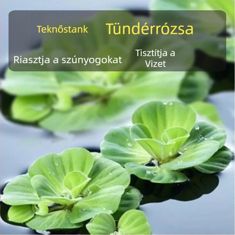 Otthoni teknő akvárium ökológiai vízinövényekkel és dekoratív tájjal kis teknősök számára