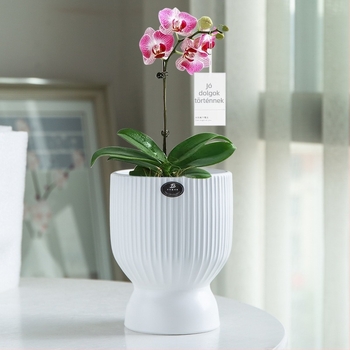Kerámia virágtartó skandináv minimalist dizájnnal, otthonra és irodába; alkalmas a pénzfa és Phalaenopsis orchideára; kreatív, személyre szabható virágtartó zöld növények számára