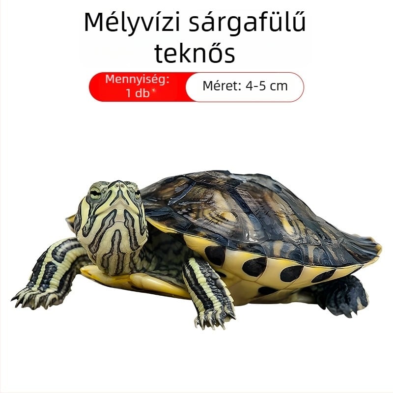 Sárga fülű teknős akváriumi tisztító, algamentesítés és hulladék-evés, hideg vízhez, élő teknős