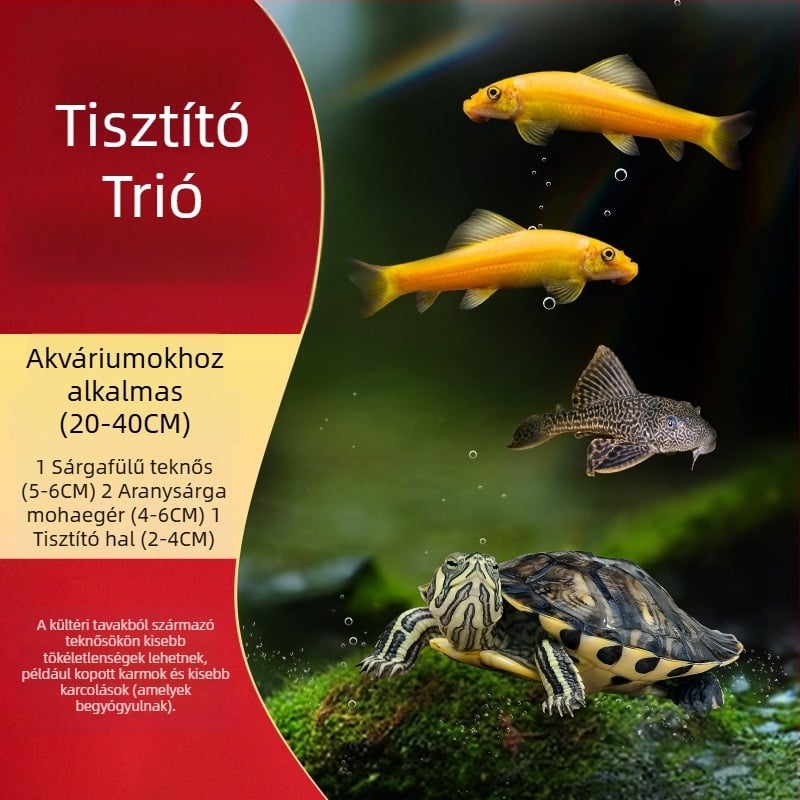 Sárga fülű teknős akváriumi tisztító, algamentesítés és hulladék-evés, hideg vízhez, élő teknős