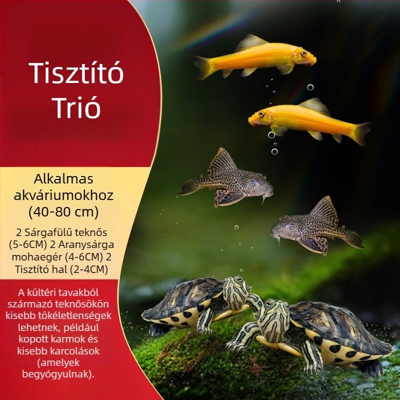 Sárga fülű teknős akváriumi tisztító, algamentesítés és hulladék-evés, hideg vízhez, élő teknős
