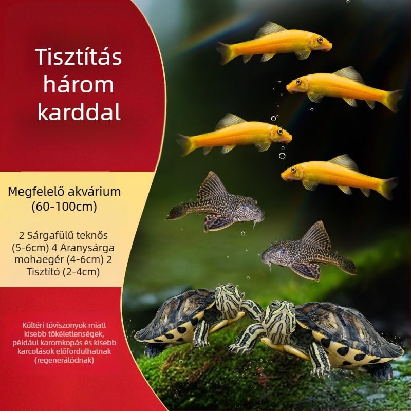 Sárga fülű teknős akváriumi tisztító, algamentesítés és hulladék-evés, hideg vízhez, élő teknős