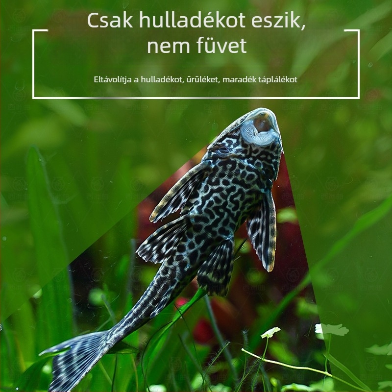 Élő takarító halak édesvízi akváriumokhoz – algát és hulladékot tisztítanak