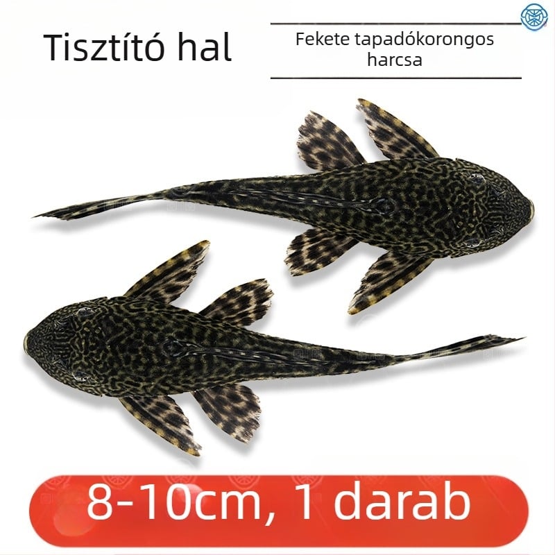 Élő takarító halak édesvízi akváriumokhoz – algát és hulladékot tisztítanak