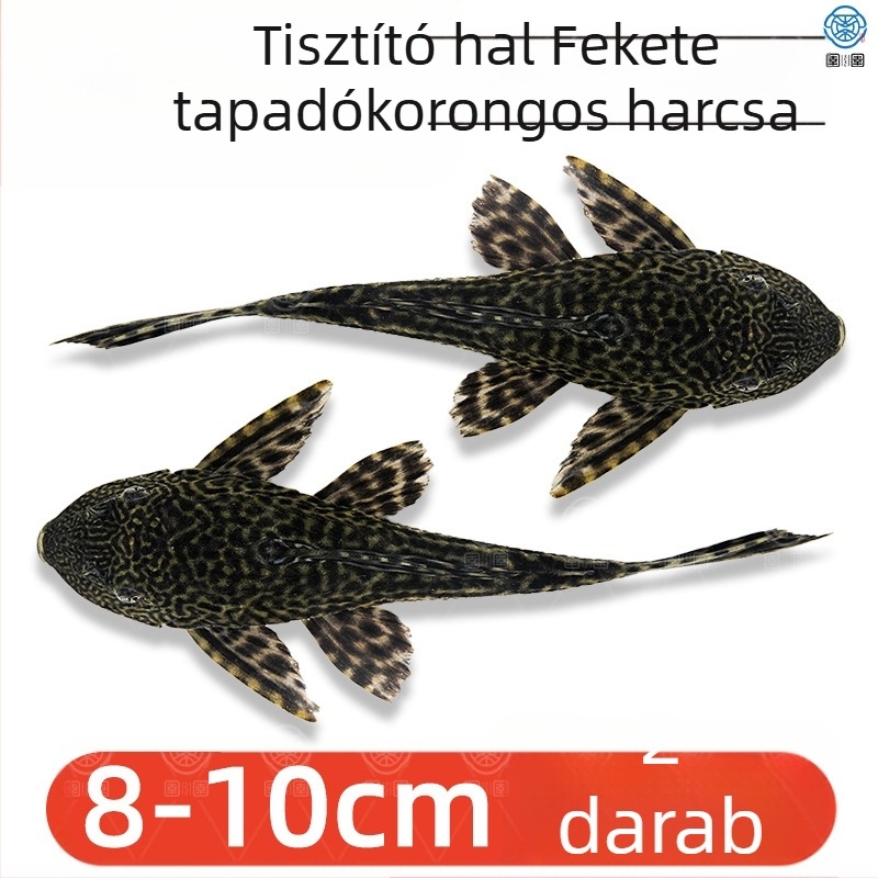 Élő takarító halak édesvízi akváriumokhoz – algát és hulladékot tisztítanak