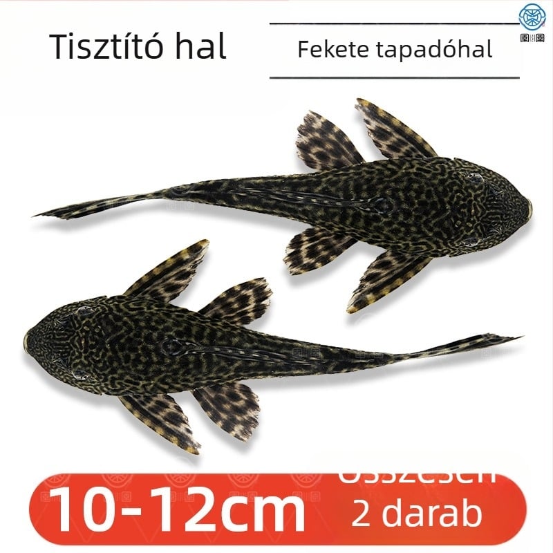 Élő takarító halak édesvízi akváriumokhoz – algát és hulladékot tisztítanak