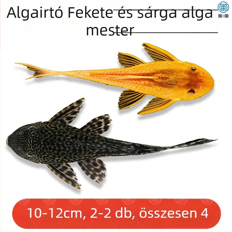 Élő takarító halak édesvízi akváriumokhoz – algát és hulladékot tisztítanak