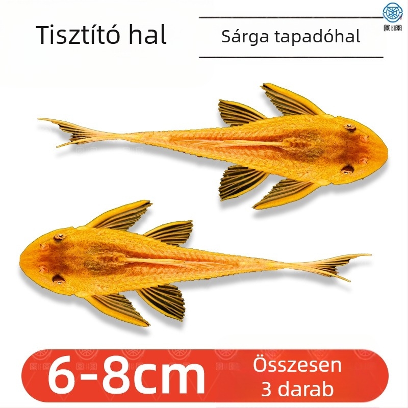Élő takarító halak édesvízi akváriumokhoz – algát és hulladékot tisztítanak