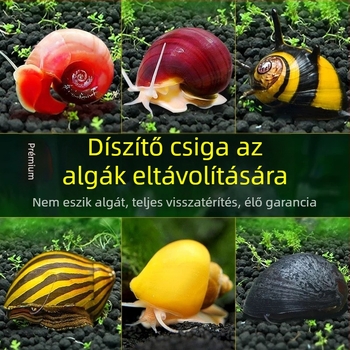 Édesvízi alma csiga akváriumhoz — algamentesítő eszköz és akvárium-tisztítás (kicsi és nagy példányok)
