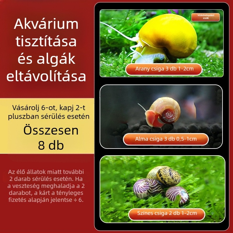Édesvízi alma csiga akváriumhoz — algamentesítő eszköz és akvárium-tisztítás (kicsi és nagy példányok)