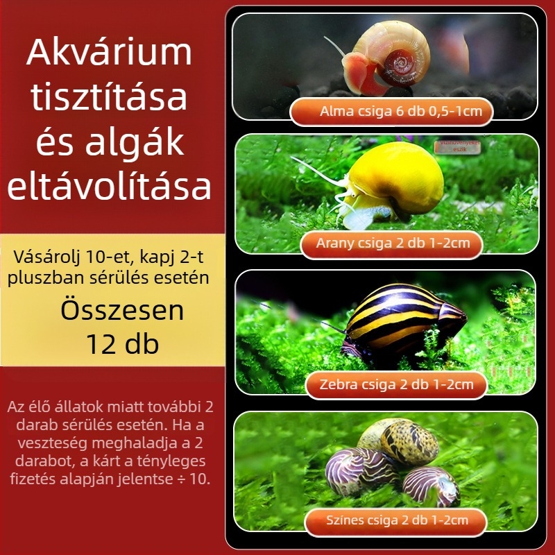 Édesvízi alma csiga akváriumhoz — algamentesítő eszköz és akvárium-tisztítás (kicsi és nagy példányok)
