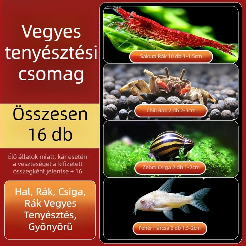 Édesvízi alma csiga akváriumhoz — algamentesítő eszköz és akvárium-tisztítás (kicsi és nagy példányok)