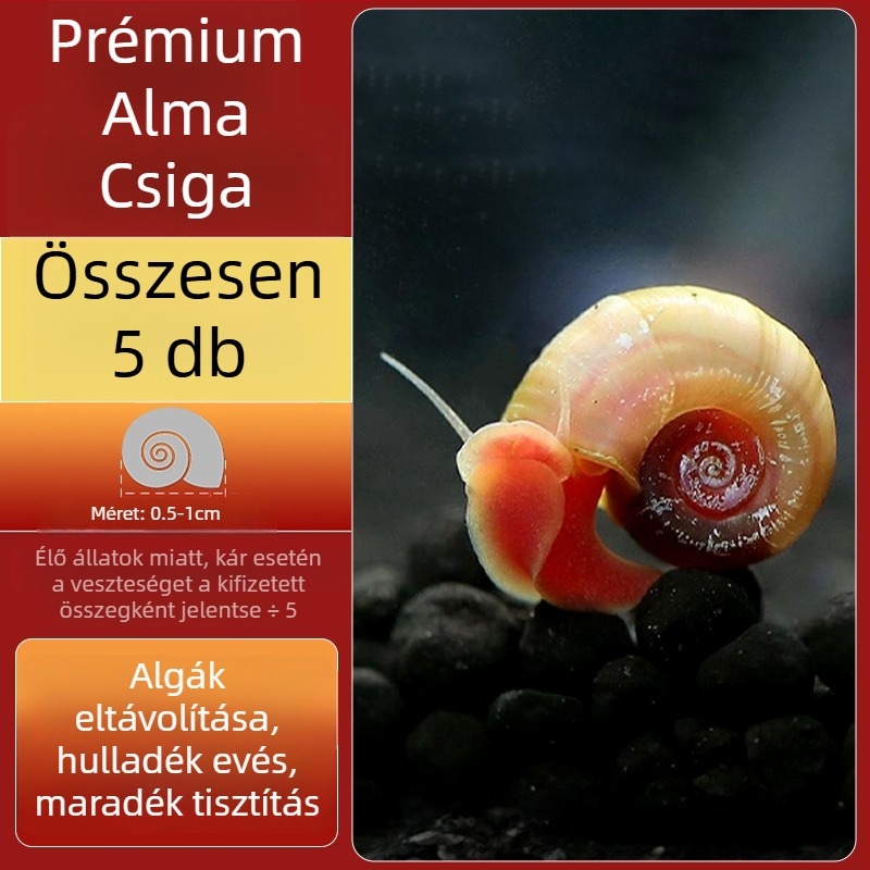 Édesvízi alma csiga akváriumhoz — algamentesítő eszköz és akvárium-tisztítás (kicsi és nagy példányok)