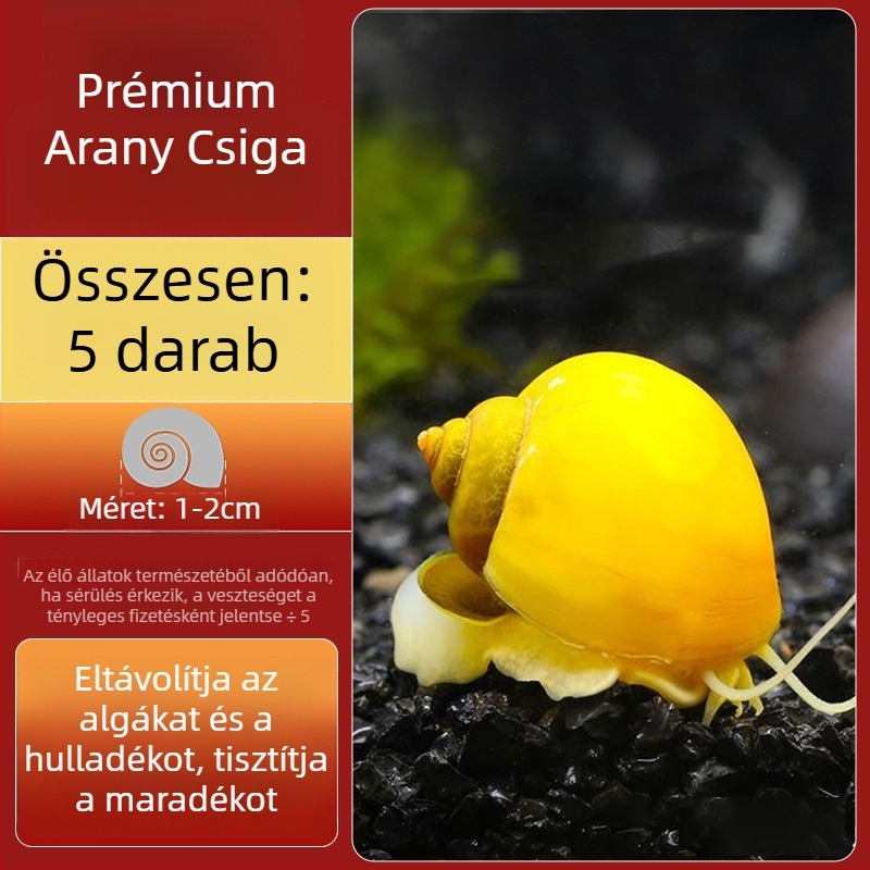 Édesvízi alma csiga akváriumhoz — algamentesítő eszköz és akvárium-tisztítás (kicsi és nagy példányok)